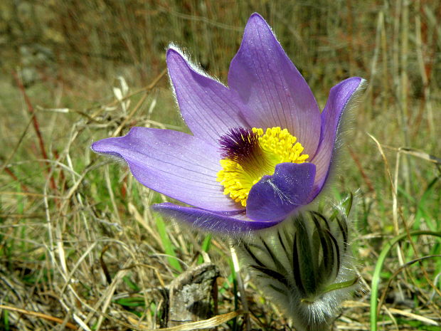 poniklec veľkokvetý Pulsatilla grandis Wender.