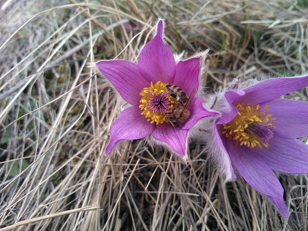 poniklec veľkokvetý Pulsatilla grandis Wender.