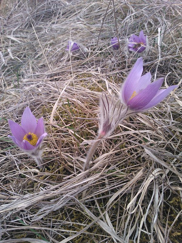 poniklec veľkokvetý Pulsatilla grandis Wender.