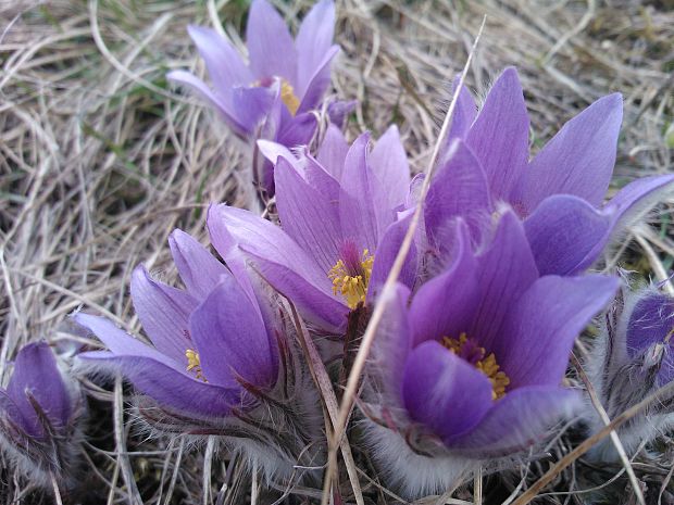 poniklec veľkokvetý Pulsatilla grandis Wender.