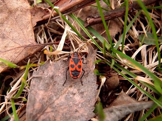 cifruša bezkrídla Pyrrhocoris apterus