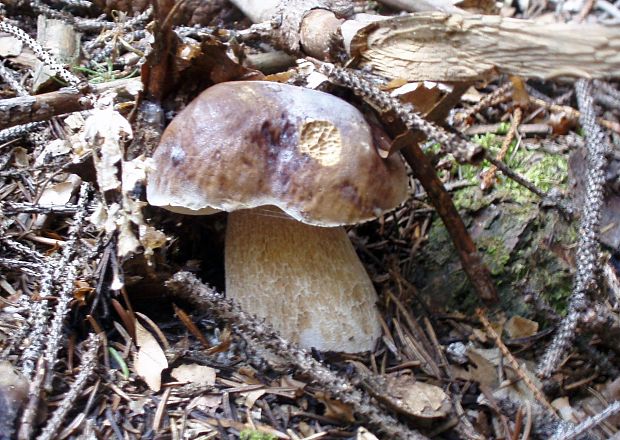 hríb smrekový Boletus edulis Bull.