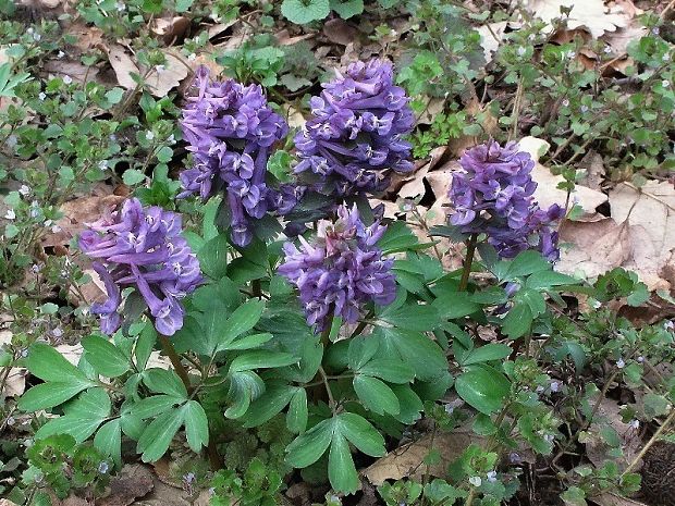 chochlačka plná Corydalis solida (L.) Clairv.