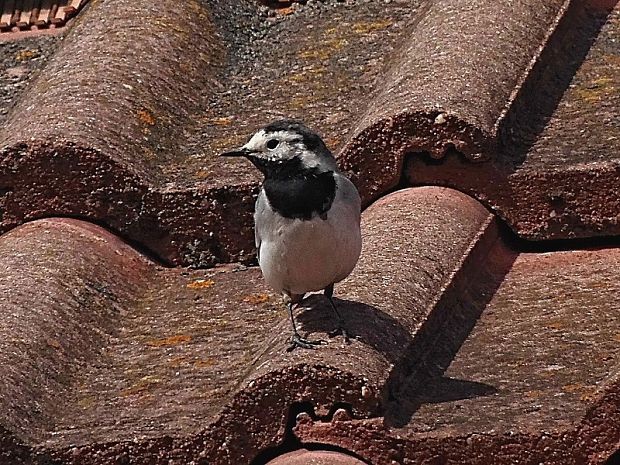 trasochvost biely Motacilla alba Linnaeus, 1758