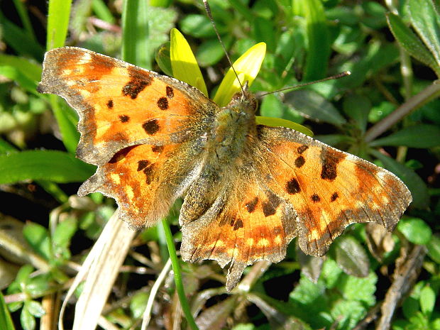 babôčka zubatokrídla Polygonia c -album Linnaeus, 1758