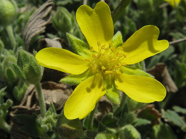 nátržník piesočný Potentilla arenaria Borkh.