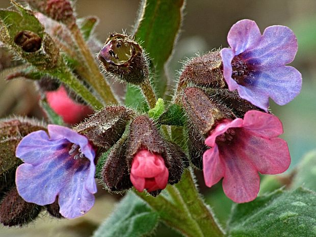 pľúcnik lekársky-plicník lékařský Pulmonaria officinalis L.