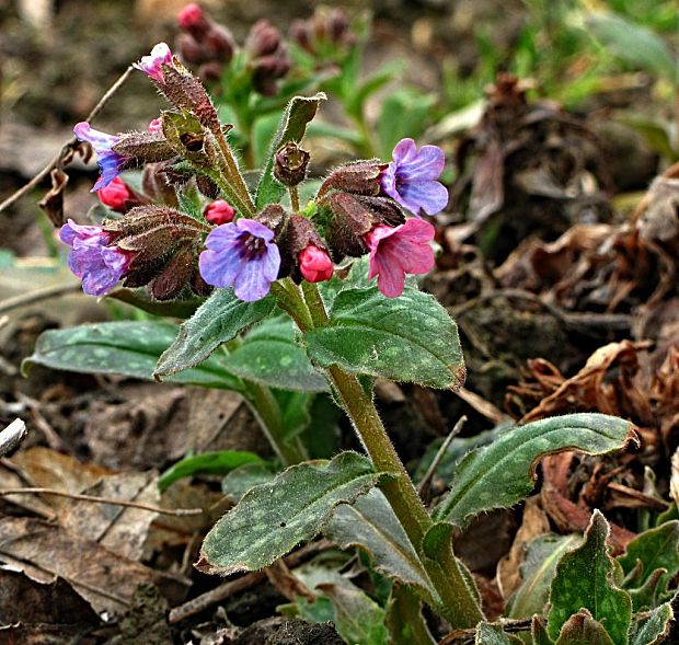 pľúcnik lekársky-plicník lékařský Pulmonaria officinalis L.