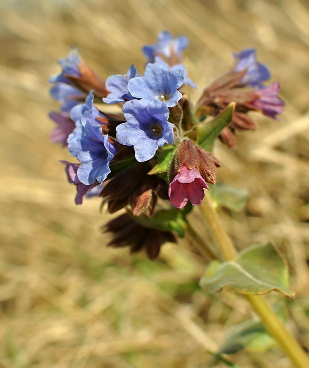 pľúcnik Pulmonaria sp.