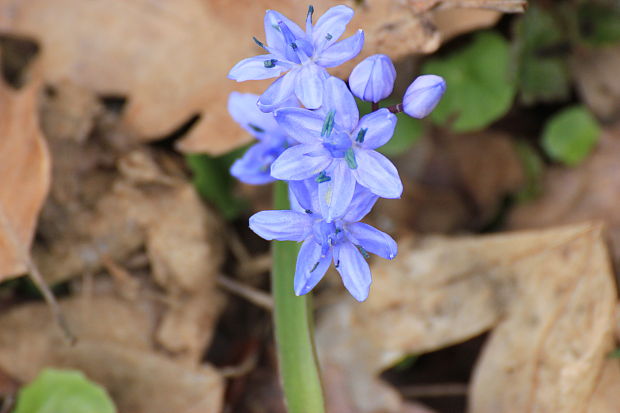 scila dvojlistá Scilla bifolia agg. L.