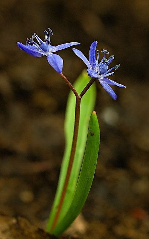 scila dvojlistá Scilla bifolia agg. L.