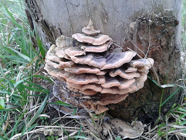 trúdnikovec pestrý Trametes versicolor (L.) Lloyd