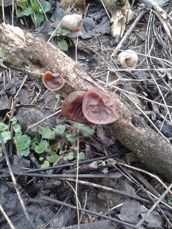 uchovec bazový Auricularia auricula-judae (Bull.) Quél.