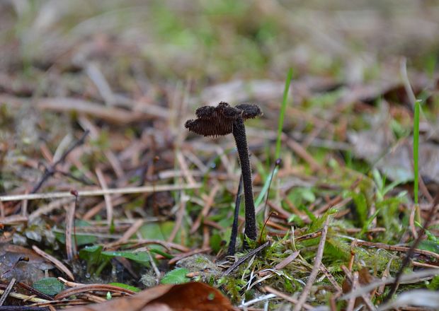 lopatovka obyčajná Auriscalpium vulgare Gray