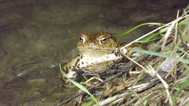 ropucha bradavičnatá  Bufo bufo