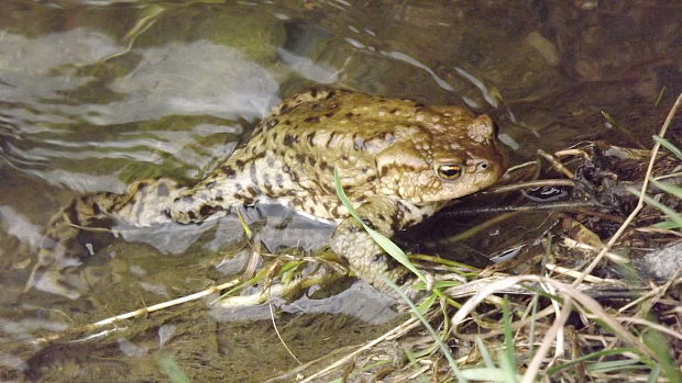 ropucha bradavičnatá  Bufo bufo