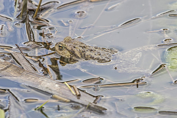 ropucha obyčajná Bufo bufo L.