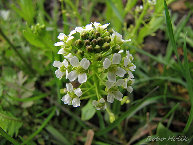 kapsička pastierska Capsella bursa-pastoris (L.) Medik.