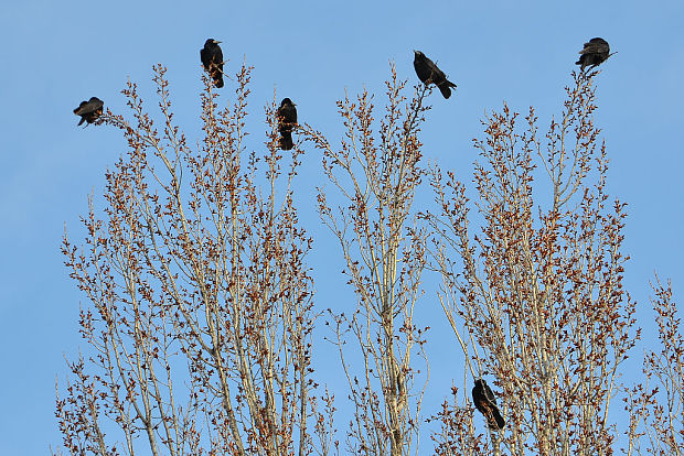 havran čierny Corvus frugilegus