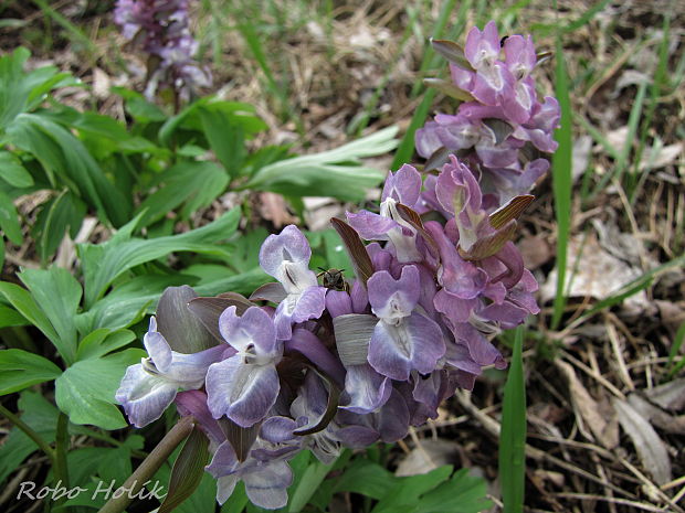 chochlačka dutá Corydalis cava (L.) Schweigg. et Körte