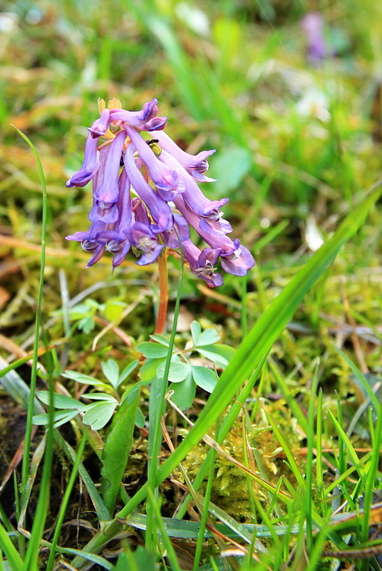 chochlačka plná Corydalis solida (L.) Clairv.