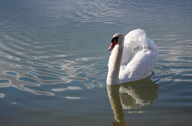 labuť hrbozobá Cygnus olor