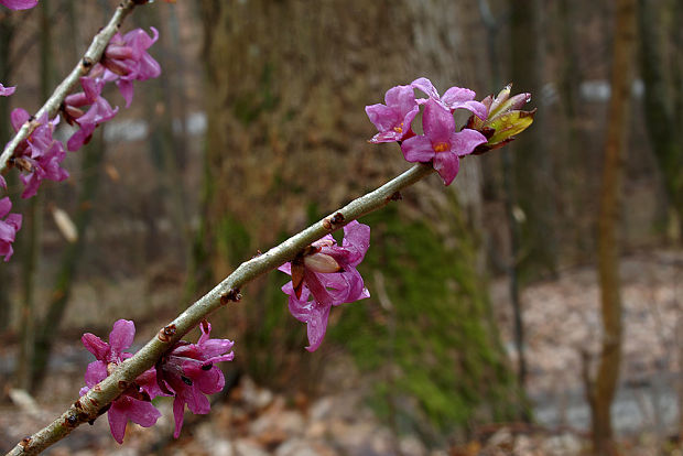 lykovec jedovatý Daphne mezereum L.