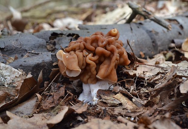 ušiak obrovský Gyromitra gigas (Krombh.) Cooke