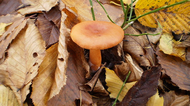 rýdzik Lactarius sp.