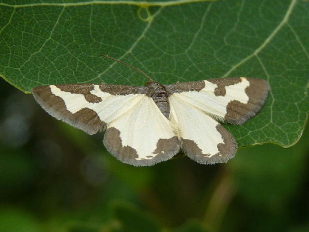 piadivka liesková Lomaspilis marginata