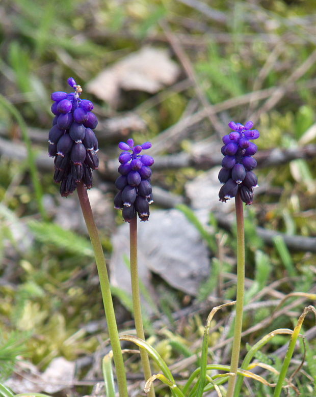 modrica nebadaná Muscari neglectum Guss. ex Ten.