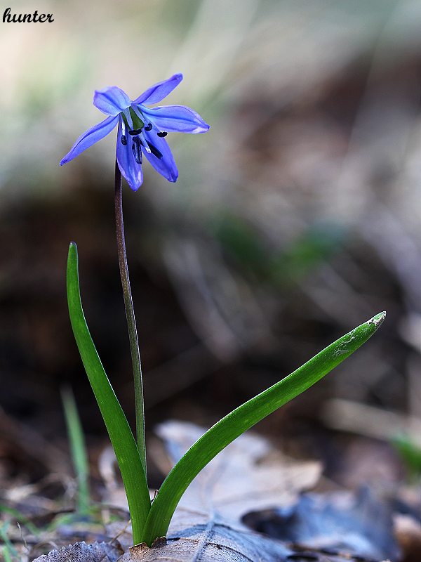 scilovka sibírska Othocallis siberica (Haw.) Speta