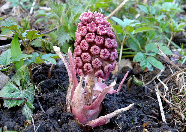 deväťsil lekársky Petasites hybridus (L.) P. Gaertn., B. Mey. et Scherb.