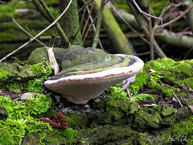 ohňovec obyčajný Phellinus igniarius (L.) Quél.