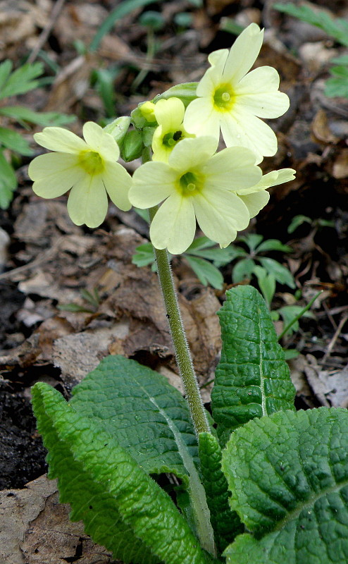 prvosienka vyššia Primula elatior (L.) L.