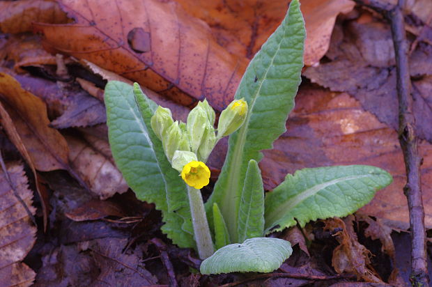 prvosienka jarná Primula veris L.