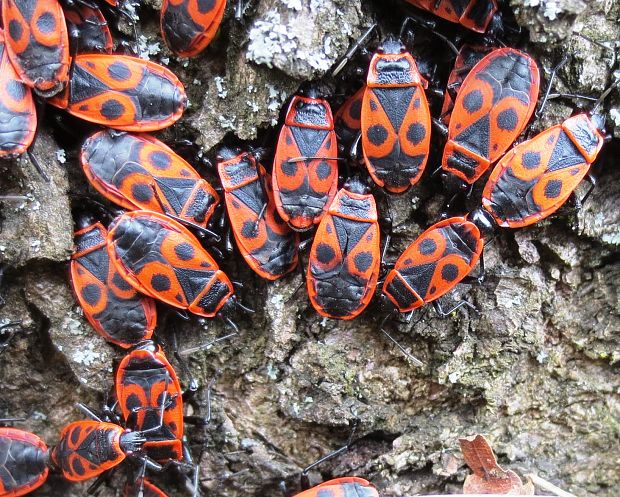 cifruška bezkrídla Pyrrohocoris apterus