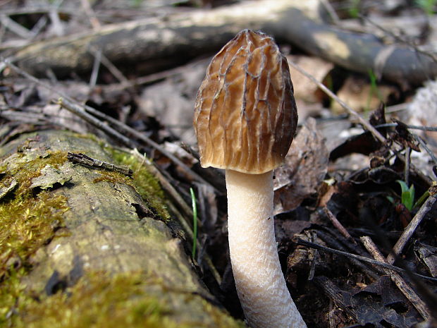 smrčkovec český Verpa bohemica (Krombh.) J. Schröt.