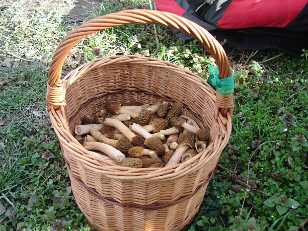 smrčkovec český Verpa bohemica (Krombh.) J. Schröt.