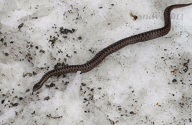 vretenica obyčajná Vipera berus