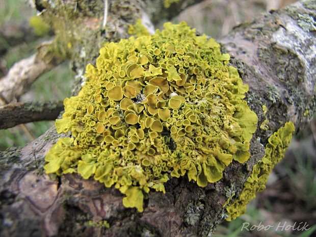 diskovník múrový Xanthoria parietina var. parietina