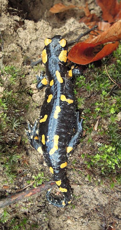 salamandra škvrnitá