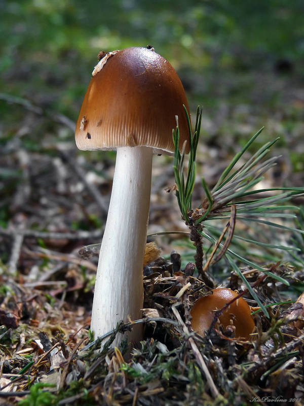 muchomůrka plavá Amanita fulva Fr.