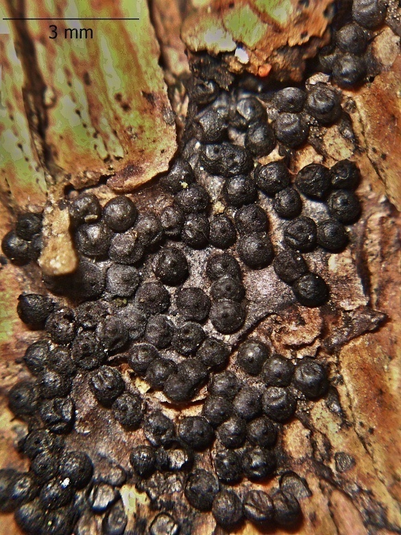 rozelínia Amphisphaerella mycophila (Fr.) Kirschst.