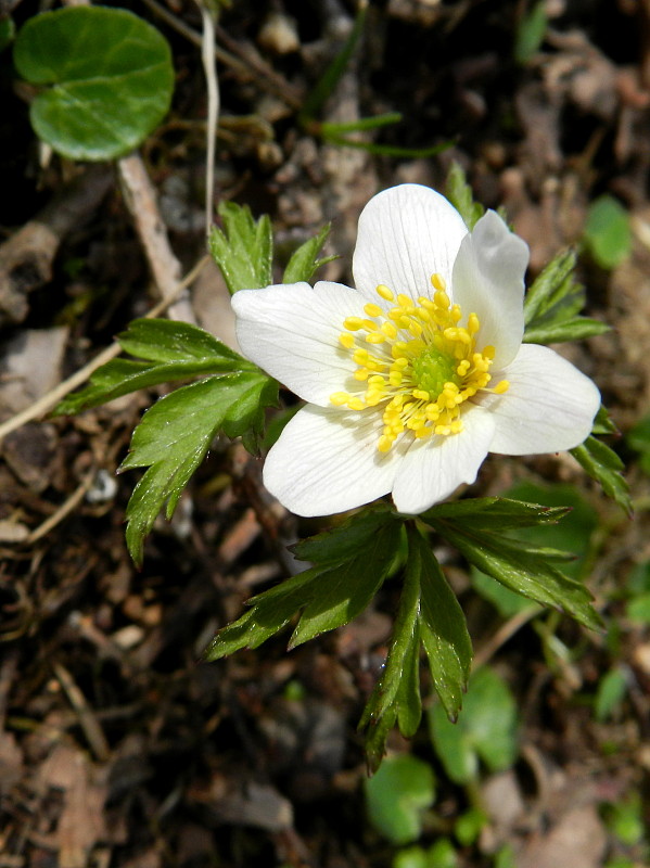 veternica hájna Anemone nemorosa L.