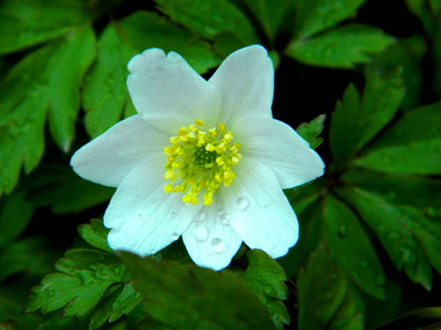 veternica hájna Anemone nemorosa L.