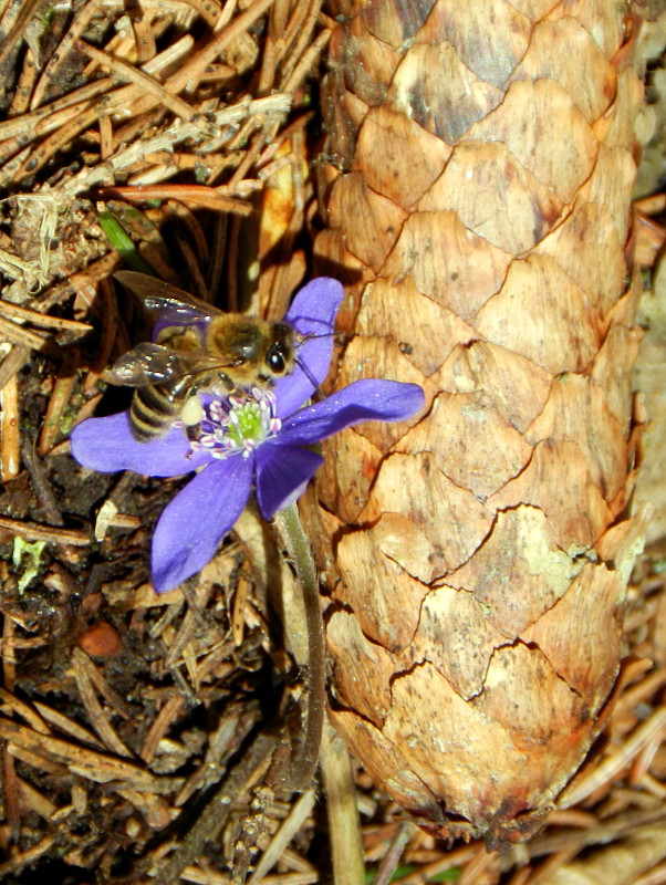 včela medonosná Apis mellifera