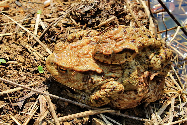 ropucha bradavičnatá Bufo bufo