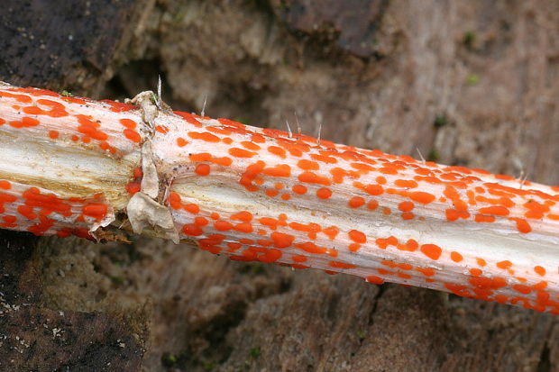kalorka žihľavová Calloria neglecta  (Lib.) B. Hein