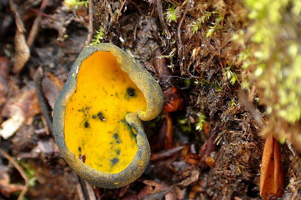 pohárovka ohnivá Caloscypha fulgens (Pers.) Boud.